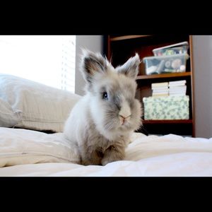 Meet your Posher, Gray